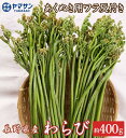 2025発送中 生 わらび 長野県産 約400g 天然【送料無料】 蕨 山菜 アク抜き灰付き 天然わらび 長野の直売所から発送 おひたし ごはん 天然山菜 天然...