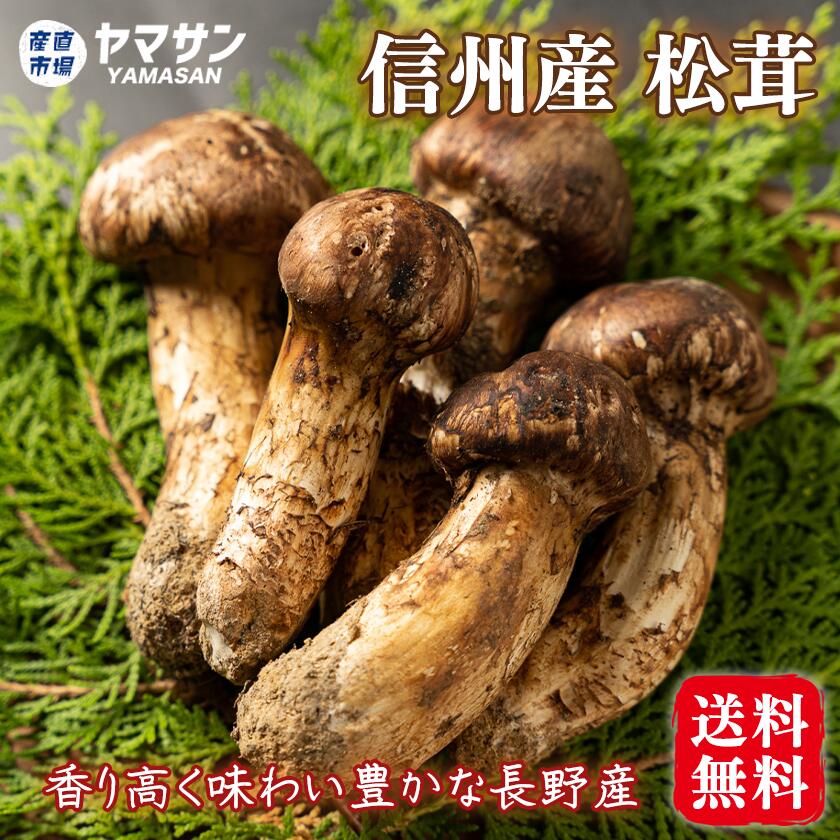 長野県産 松茸 200g 国産 長野 天然 マツタケ 国産 まつたけ【送料無料】 【サイズ指定不可】のサムネイル