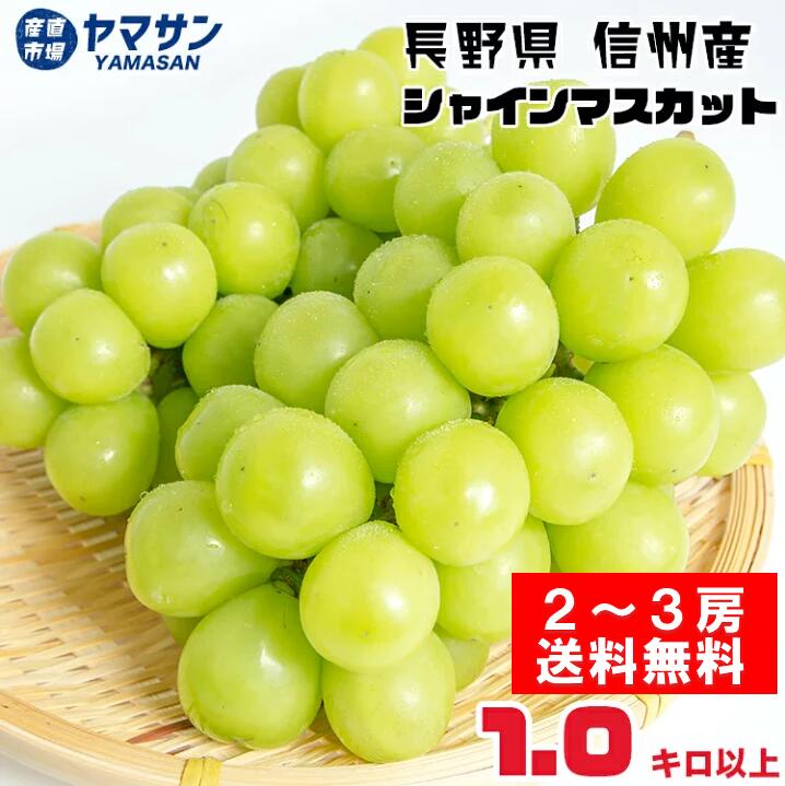 長野県産 シャインマスカット 1kg 以上(2~3房) 産地直送 ギフト 長野 送料無料 皮ごとそのまま食べれる 種無しブドウ 高糖度 贈答用にもピッタリ！