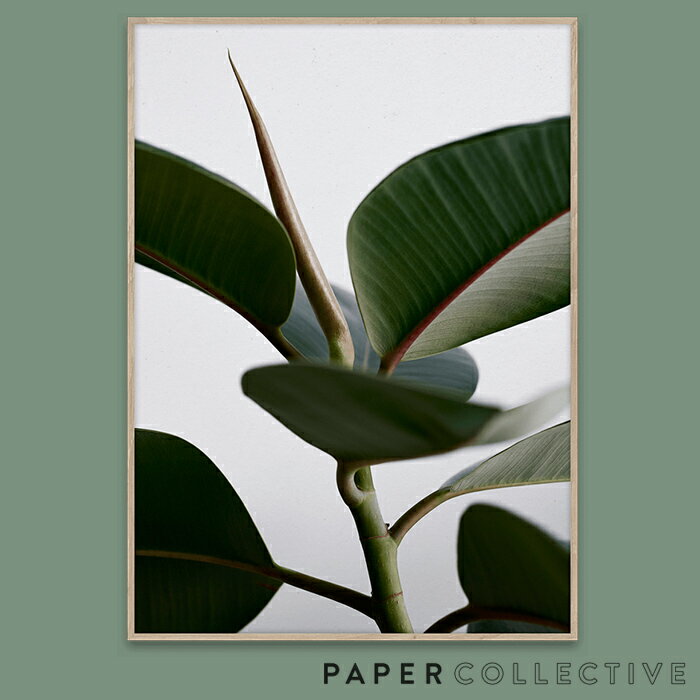 【PAPER COLLECTIVE】GREEN HOME 02/08108グリーンホーム02　50x70cmペーパーコレクティブ/Riikka Kantinkoski/葉/観葉植物/ポスター/北欧/インテリア　コンビニ受取対応【RCP】