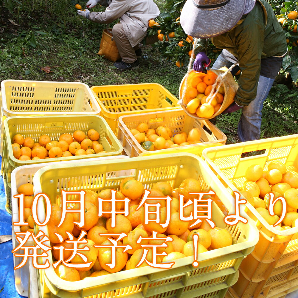 予約開始【送料無料(北海道1000円・沖縄不可)】由良みかん訳ありぽん5kgみかん専門農家直売【訳ありみかん】静岡ブランドみかん西浦みかん高級【訳ありミカンわけありみかん訳ありみかんミカン甘いみかん美味しいみかん5kg】