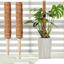 【新発売記念価格!】ココスティック モンステラ 支柱 おしゃれ 植物 支柱 ポトス 支柱 高さ調整可能 頑丈 耐久 ココナッツ 園芸支柱 ポトス 植物支柱 花さ...