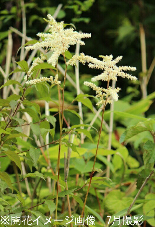 (28ポット)トリアシショウマ　10.5cmポット仮植え苗28ポットセット　山野草/耐寒性多年草/鳥足升麻