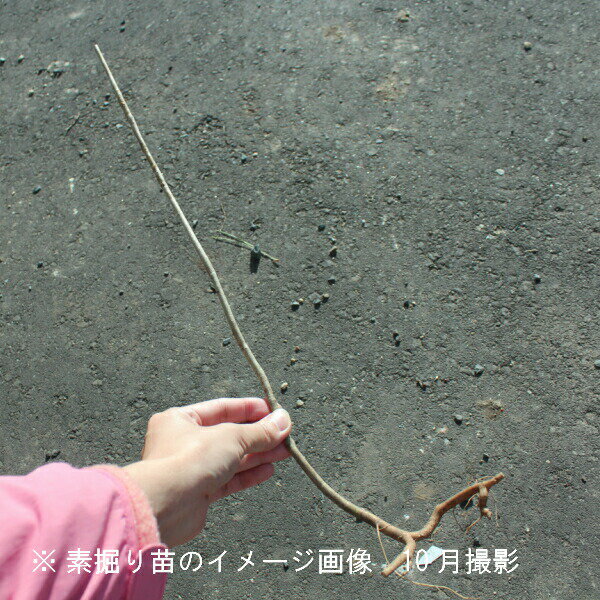 �������֥顡����30��50cm���Ƿ����ġ�������/���չ���/����/�����ٺѤ� 3��14���ޤǤ�����֤���ǽ