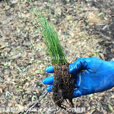 (1000株)ヒメトクサ　素掘り苗1000株　山野草/耐寒性多年草/姫木賊/※入荷済み