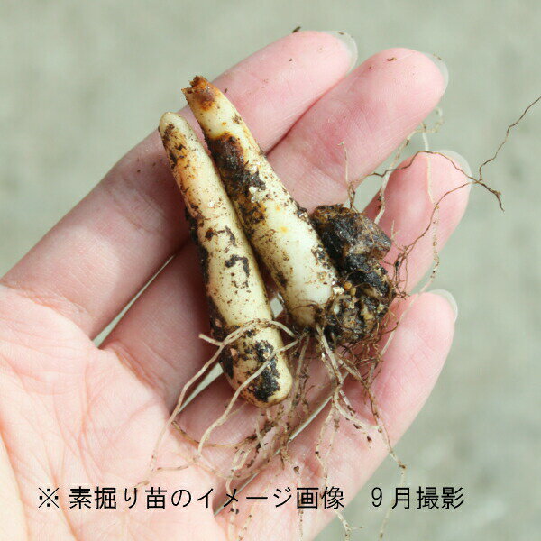 日本カタクリ　素掘り苗　山野草/堅香子/※入荷済み