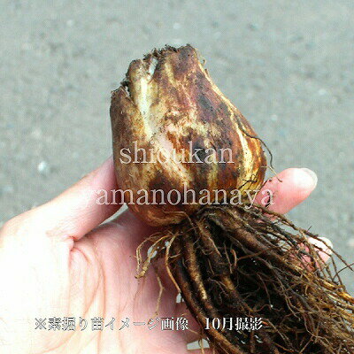 (100��)�������Х�ꡡ�Ƿ�����100���������/������/�籸ɴ��/�����ٺѤ� 3��14���ޤǤ�����֤���ǽ