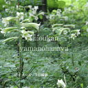 オオウバユリ 10.5~12cmポット苗 数量割引あり/山野草/耐寒性多年草/大姥百合/※休眠 地上部無し