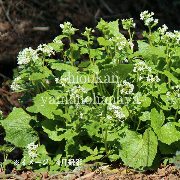 �ϥ����掠�ӡ�������Ƿ����ġ�������/Ȫ����/�����ٺѤ� 3��14���ޤǤ�����֤���ǽ