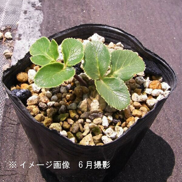 (1ポット)ハマボウフウ　9～10.5cmポット苗　山菜苗/耐寒性多年草/浜防風/※5/18葉が展開中