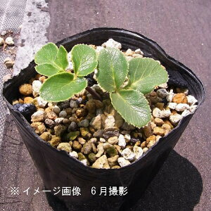ハマボウフウ 9〜10.5cmポット苗 数量割引あり/山菜苗/耐寒性多年草/浜防風/※7/11葉が展開中