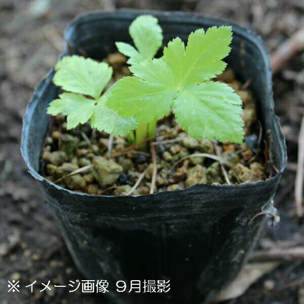 紫桜館 山の花屋『ミツバ 9cmポット仮植え苗』