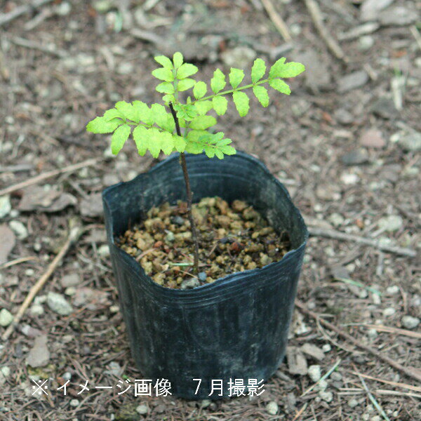 紫桜館山の花屋『サンショウ9cmポット仮植え苗』