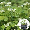 (1ポット)ハタケワサビ 9cmポット苗 山菜苗/耐寒性多年草/畑山葵/※4/20葉が展開中