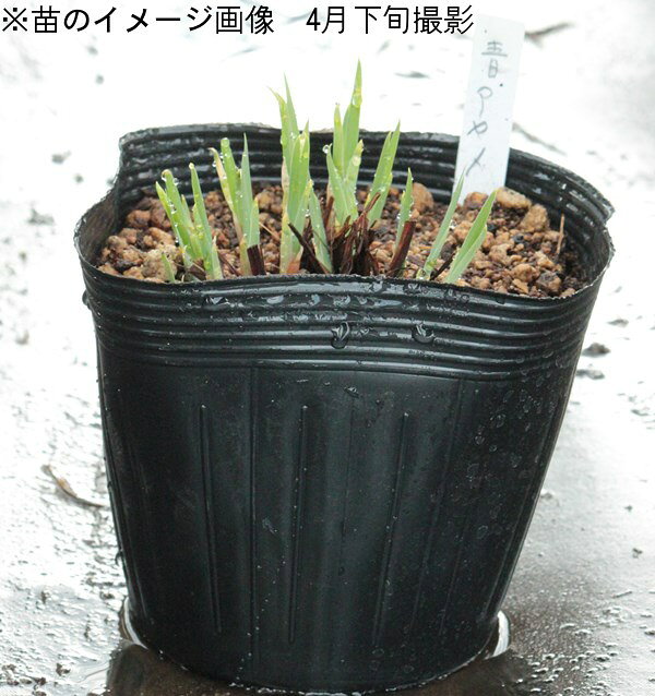 �Υ���ᡡ15cm�ݥåȽ����ġ����̳������/3~5�꿢����/������¿ǯ��/�ӥ��ȡ���/��־Գ�/��3/28��᤭�Ϥ�