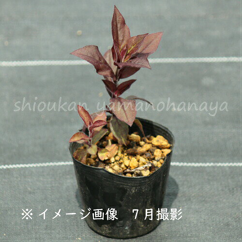 マツモトセンノウ　9cmポット苗　数量割引あり/山野草/宿根草/耐寒性多年草/松本仙...
