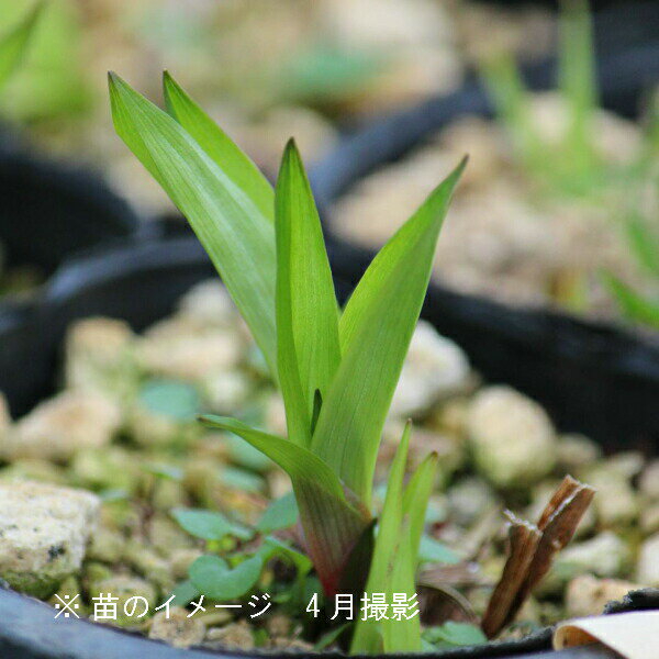 ★この植物の関連商品はこちらをクリック●商品情報 　和名：鏨草 　学名：Carex siderosticta（カレックス） ●商品説明 　スゲの仲間としては特に幅広い葉の形を、鏨（たがね）に見立て鏨草と呼ばれています。 ●分類 　カヤツリグサ科スゲ属　耐寒性多年草 ●管理場所 　半日陰 ●育て方 *庭植えの場合* 　風通しの良い半日陰に植え付けましょう。 　庭木の下草にもなります。 *鉢植えの場合* 　風通しの良い場所で管理して下さい。 *鉢植えの水やり* 　乾かし気味に育てます。表面が乾いたらばたっぷりと与えます。葉にもあげましょう。