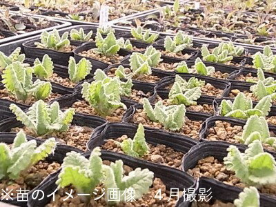 (100ポット)日本サクラソウ　9cmポット苗100ポットセット　山野草/耐寒性多年草/桜草/プリムラ/※今季開花終了