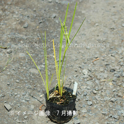 タマミクリ　10.5cmポット苗　数量割引あり/ビオトープ/※5/23葉が展開中