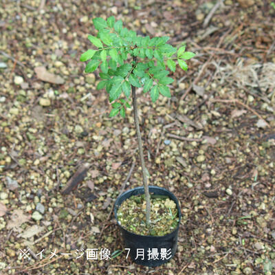 楽天市場 1ポット サンショウ 10 5cmポット苗 樹高 30cm 苗木 香辛料 山椒 雄雌選別前の幼苗 10 8休眠株を植え替えました 紫桜館 山の花屋 楽天市場店 みんなのレビュー 口コミ 楽天市場 1ポット サンショウ 10 5cmポット苗 樹高 30cm 苗木 香辛料 山椒 雄雌選別前の幼苗 10 8休眠株を植え替えました 紫桜館 山の花屋 楽天市場店 みんなのレビュー 口コミ