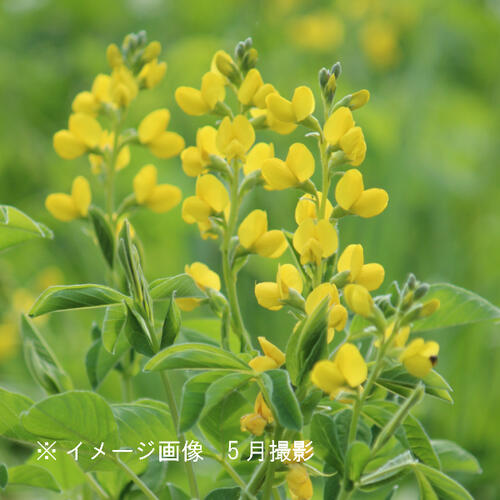 黄花センダイハギ　9cmポット苗　数量割引あり/山野草/耐寒性多年草/※5/7葉が展開中のサムネイル
