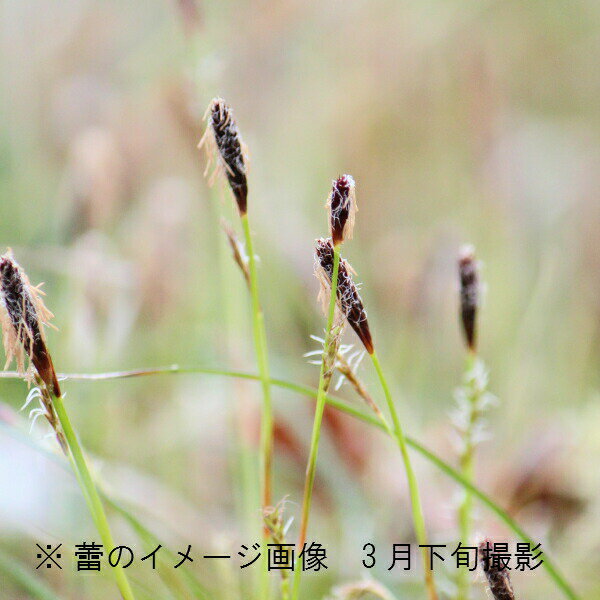 ★この植物の関連商品はこちらをクリック●商品情報 　和名：姫寒菅 　学名：Carex conica Boott（カレックス） ●商品説明 　小型の常緑性のスゲ。山野の日当たりのよいところから、谷間まで、さまざまなところに自生しています。 ●分類 　カヤツリグサ科スゲ属　耐寒性多年草 　常緑性 ●開花時期 　3〜5月 ●育て方 　風通しの良い場所で管理して下さい。水やりは表面が乾いたらばたっぷりと与えます。