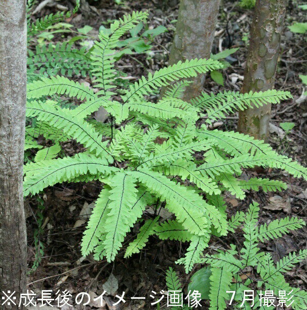 （ビオトープ）水辺植物　お米の苗　古代米　神丹穂（カンニホ）3号（1ポット）観賞用稲　自由研究【HLS_DU】