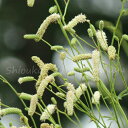 この植物の関連商品　　　　　 ●開花時期が早い順 　ピンクタンナワレモコウ 　カライトソウ 　夏咲ワレモコウ 　姫ワレモコウ 　長穂白花ワレモコウ 　長穂赤花ワレモコウ 　純ワレモコウ（通常の吾亦紅） 　晩秋咲きワレモコウ ●ポット苗 　1ポット 　5ポットセット 　20ポットセット 　100ポットセット ●素掘り苗　※期間外は予約受付 （秋から早春までの限定発送） 　5株セット 　20株セット 　100株セット 　1000株セット ●同じバラ科の植物 ●日向が好きな植物●商品情報　[山野草][耐寒性耐寒性多年草][宿根草][切り花向き][盆花][茶花][日本自生種] 　商品名：長穂白花ワレモコウ（ながほのしろばなわれもこう） 　和名：長穂白花吾亦紅 　学名：Sanguisorba tenuifolia 'Alba'（サンギソルバ） ●商品説明 　北海道、本州から九州にかけて、日当たりのよい山地の草原などに自生しています。 　通常のワレモコウに比べ、花穂が長く白色で凛とした様子がうかがえます。8月から10月頃、花穂をつけ穂先を垂らします。花びらはなく、4枚のがくが花びらのように見えます。花は穂先から咲き始めます。 　庭植えにすると50〜150cmほどまで成長します。花穂が長く草丈もあるため、風にゆらゆらと大きく揺れる様は優雅な雰囲気。切り花にも向き、秋の茶花としても使われます。 ●草丈 　50cm〜1.5m ●分類 　バラ科ワレモコウ属　耐寒性多年草 ●耐性　（弊社で経験済みの温度） 　耐暑性　30℃ 　耐寒性　-15℃ 　※寒冷地で秋冬に植え付ける場合は、外気温が氷点下になる1か月前までに植え付けを終えましょう。 ●開花時期 　8〜10月 ●植え付け適期 　春か秋　※真夏の植え付け（植え替え）は避けましょう。 　夏に植え付ける場合はポット（鉢）苗のまま花を楽しんだ後、花茎を切り落とし、土をなるべく崩さずに植え替えましょう。その後根付くまで1週間程はたっぷりと水やりをして下さい。 ●管理場所 　水はけの良い日向 ●育て方 　日当たりの良い場所を好みます。暑さにも寒さにも強く、初心者にも育てやすい植物です。やや湿り気のある肥沃な土を好みますので、山野草の培養土に腐葉土を適量混ぜて用いるとよいでしょう。 　水やりは、土の表面が乾いたら与えましょう。水切れは厳禁です。夏の水切れを避けるために、株元にマルチングをしてもよいでしょう。 　丈夫な野草のイメージがありますが、肥料好きな植物です。地上部が枯れる秋までは、月3回程度草花に与えるのと同じ濃度の液体肥料か、3ヶ月置きに置き肥を与えます。しかし、あまり多肥にすると、病害虫にあいやすくなるため気を付けましょう。植え替え・株分けは、春に行いましょう。