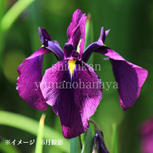 (1ポット)ノハナショウブ　10.5cmポット苗　湿地性多年草/ビオトープ/野花菖蒲/※休眠 地上部無し