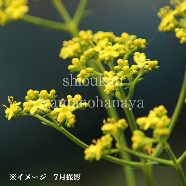 オミナエシ　9cmポット苗　数量割引あり/山野草/耐寒性多年草/女郎花/バタフライガーデン/※休眠 地上部なし