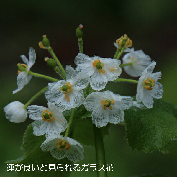 雨に濡れると透明になるサンカヨウとは その理由から育て方 花言葉までご紹介 暮らし の
