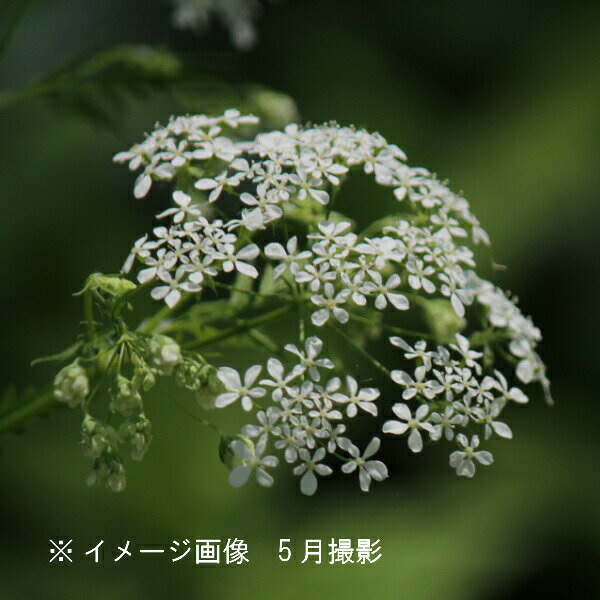 シャク　9cmポット苗　山菜苗/耐寒性多年草/山にんじん/※休眠 地上部なし