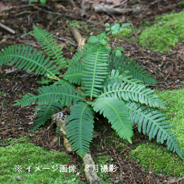 (100ポット)シシガシラ　10.5cmポット仮植え苗100ポットセット　山野草/常緑性シダ植物/獅子頭/※植えたばかりで根回りしていません