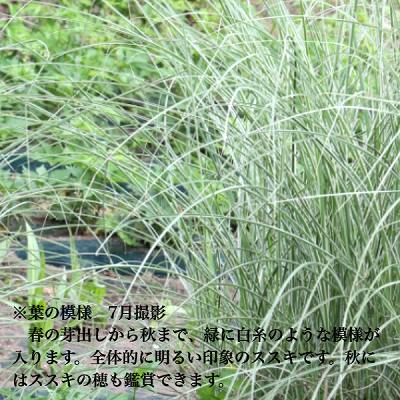 斑入りイトススキ モーニングライト　10.5cmポット苗　数量割引あり/糸葉薄/※今季...
