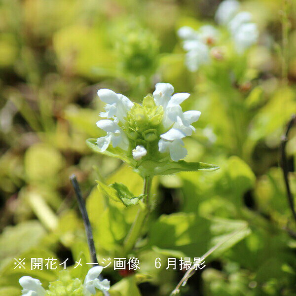 白花ウツボグサ　9〜10.5cmポット苗　数量割引あり/山野草/耐寒性多年草/靫草/※休...