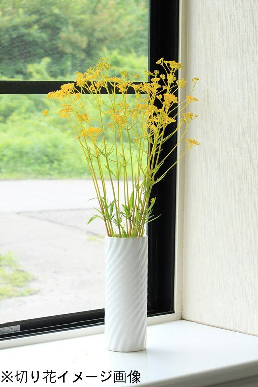 オミナエシ　9cmポット苗　数量割引あり/山野草/耐寒性多年草/女郎花/バタフライガーデン/※休眠 地上部なし