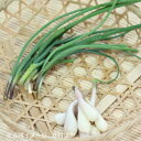エゾネギ 9cmポット苗 数量割引あり/3株植え/山菜苗/和チャイブ/※5/17葉が展開中