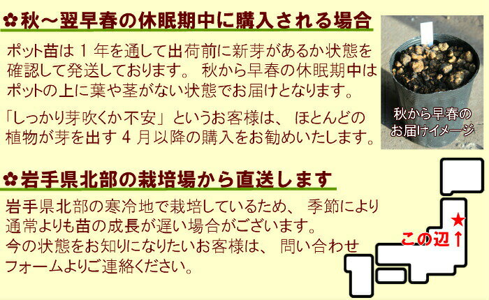 (500ポット)ヒメトクサ　9cmポット苗500ポットセット　山野草/耐寒性多年草/姫木賊