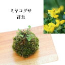 苔玉：ミヤコグサの苔玉　都草 /モスボール/インテリア/受け皿付き/※4/12芽吹き始め