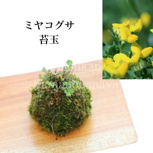 苔玉：ミヤコグサの苔玉　都草 /モスボール/インテリア/受け皿付き/※4/27芽吹き始め