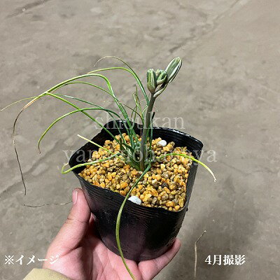 アルブカ フミリス　10.5cmポット苗　数量割引あり/宿根草/耐寒性多年草/新商品/ケープバルブ/※今季開花終了 5/18葉が展開中