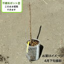 タラノキ 不織布ポット苗 数量割引あり/樹高10~30cm/山菜苗/トゲ有りたらのめ/※5/24葉が展開中