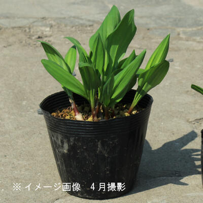 ギョウジャニンニク　15cmポット8〜10株植え苗　山菜苗/耐寒性多年草/アイヌネギのサムネイル