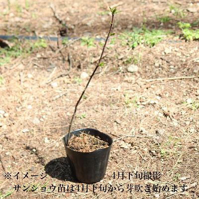 紫桜館山の花屋『サンショウ9cmポット仮植え苗』