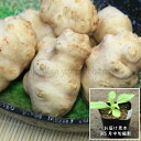 (100ポット)岩手県産キクイモ　10.5cmポット仮植え苗100ポットセット　白菊芋/※4/27芽吹き始め