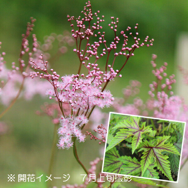 チシオシモツケ　9〜10.5cmポット苗　数量割引あり/山野草/耐寒性多年草/レッドアンブレラ/下野草/再入荷/※今季開花終了 9/27葉が展開中のサムネイル