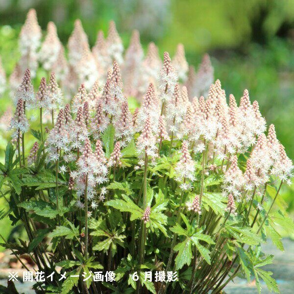 楽天紫桜館　山の花屋　楽天市場店ティアレア ピンクスカイロケット　10.5cmポット苗　数量割引あり/宿根草/新商品/ティアレラ/※5/14開花終わりかけ