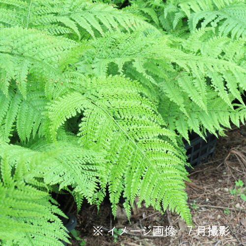 1ポット リョウメンシダ 10.5cmポット苗 山野草/耐寒性多年草/シダ植物/両面羊歯/ 5/18葉が展開中