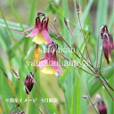 オダマキ 苧環 の花言葉と誕生花 花の持つ言葉 オダマキ 苧環 の花言葉と誕生花 花の持つ言葉