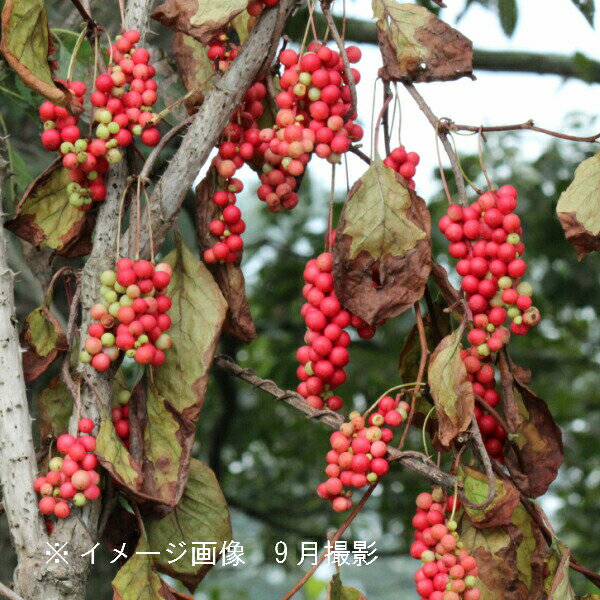 (1ポット)チョウセンゴミシ　9～10.5cmポット苗　樹高10～20cm/苗木/朝鮮五味子/※5/18葉が展開中